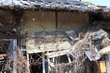 Çürüyen terk edilmiş bina, açık havada kurumuş sarmaşıklarla kaplı.