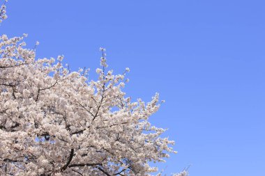 Renkli bahar çiçekleri güneş ışığında çiçek açıyor 