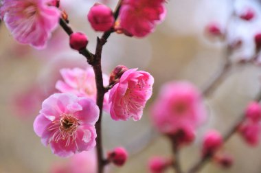 kiraz çiçekleri güzel arkaplan yakın görünüm