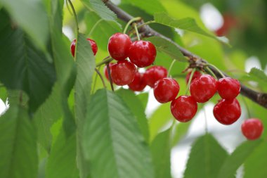 Bahçedeki ağaç dalında olgunlaşmış meyveler