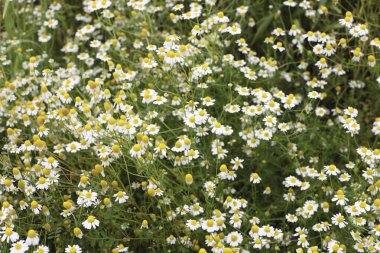 Güzel çiçekler, yakın manzara, yaz konsepti.