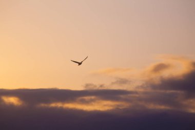 Güzel günbatımı gökyüzünde uçan kuş silueti