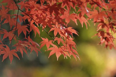 Sonbahar yaprakları, sonbahar bitkileri