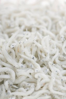 ançüezli balıkların yakın plan görüntüsü