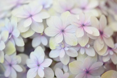 Renkli çiçeklerin arkaplan resmi, arka plan doğası