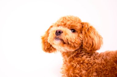 Beyaz arka planda izole edilmiş, stüdyoda tatlı kırmızı bir köpek.