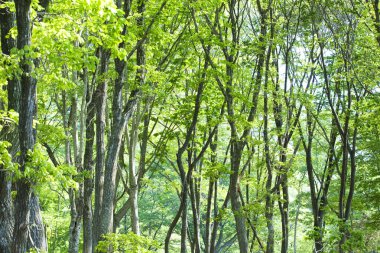Orman ağaçları yeşili doğa arkaplanı duvar kâğıdı bırakır.