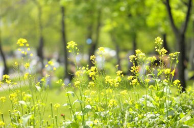 Bahçedeki güzel çiçekler