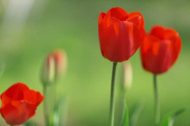 Bahçede açan güzel kırmızı laleler