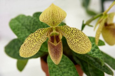 Yeşil yapraklı sarı ve kahverengi bir çiçek.