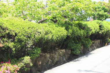 Beyaz çiçekli yeşil çalılar