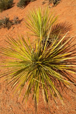 Doğanın arka planında mavi gökyüzü olan çöl manzarası