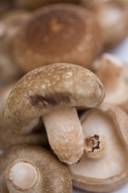 Beyaz arka planda izole edilmiş çiğ şampiyon mantarları