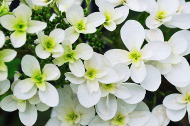 Yeşil merkezli bir demet beyaz çiçek