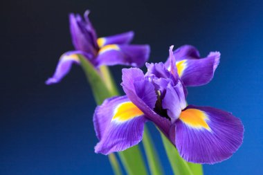 Bahçedeki iris çiçeği.