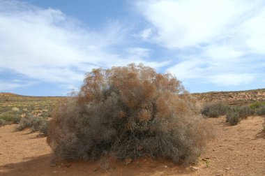 Doğanın arka planında mavi gökyüzü olan çöl manzarası