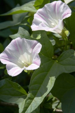 Bahçedeki güzel beyaz çiçekler