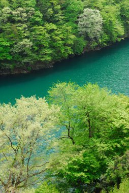 Ormanlar arasında güzel bir nehir. doğa arkaplanı