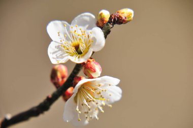 kiraz çiçekleri güzel arkaplan yakın görünüm