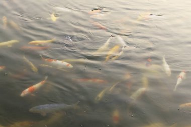 Gölette renkli koi balığı 
