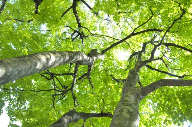 Bahar ormanlarında güzel yeşil ağaçlar, alt manzara