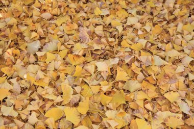 sonbaharda sarı yapraklar. sonbahar arka plan.