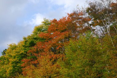 Ağaçlardaki renkli sonbahar yapraklarını kapatın.