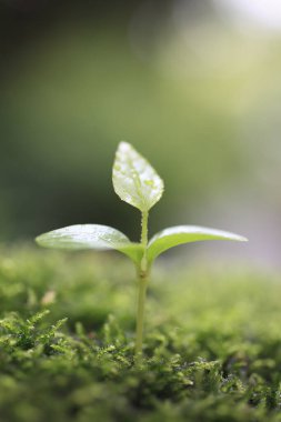 Yosun kaplı bir yerden filizlenen küçük bir bitki.
