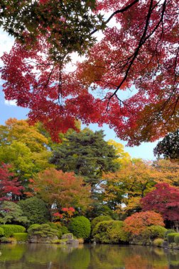 Akçaağaç yapraklarının parktaki güzel sonbahar manzarası