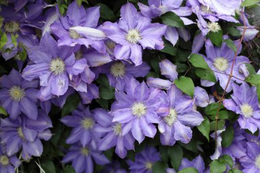 Çalı üzerinde büyüyen bir demet mor çiçek