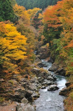 Sonbahar mevsiminde bir deresi olan güzel sonbahar manzarası 