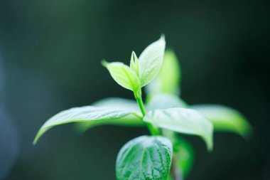 Ağaçta taze bahar yeşili yapraklar. Doğa arkaplanı