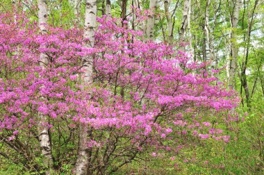 Bahar bahçesinde güzel pembe çiçekler