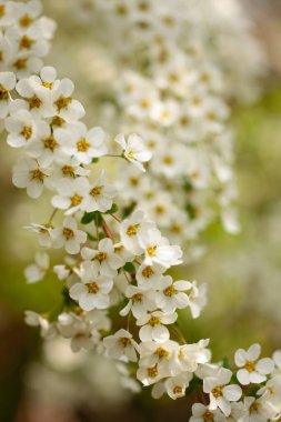 Bahçedeki güzel çiçekler