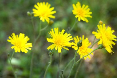 Bahçedeki sarı çiçekler