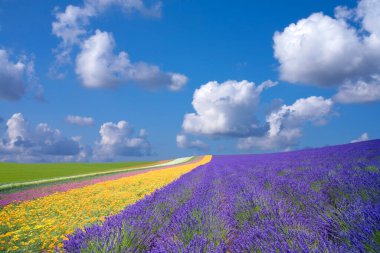 Lavanta tarlası ve mavi gökyüzü olan güzel bir manzara.