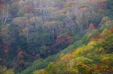 Dağlarda renkli sonbahar orman