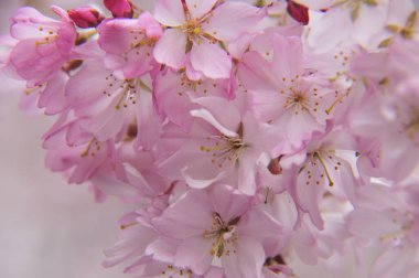 Bahçedeki güzel pembe çiçekler, baharda açan ağaçlar.