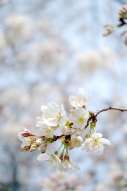 Kiraz ağacı çiçeği, bahar çiçekleri.