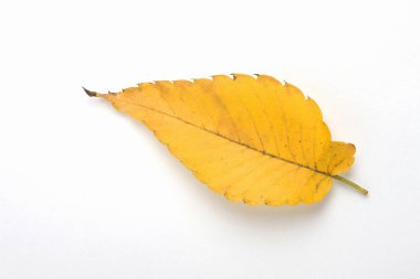 Beyaz arkaplanda parlak sonbahar yaprağının üst görünümü       