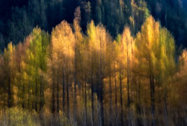 Ağaçları ve dağları olan sonbahar ormanı. Sonbahar sezonu
