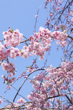 Japonya 'da kiraz çiçekleri ve sakura çiçekleri