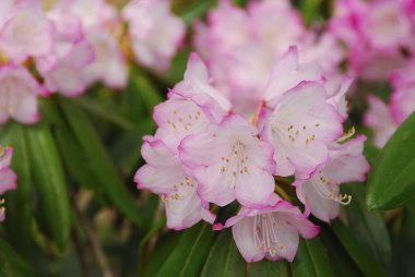 Pembe çiçekli kiraz ağacı. Baharda sakura çiçekleri