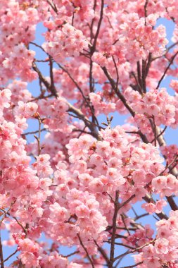 Renkli bahar çiçekleri güneş ışığında çiçek açıyor 