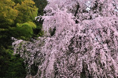 Japonya 'da güzel pembe sakura çiçekleri 