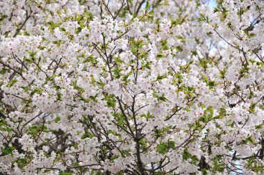 Baharda beyaz sakura çiçeği