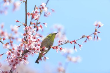 Kiraz çiçekleri güzel bir arka plan. 