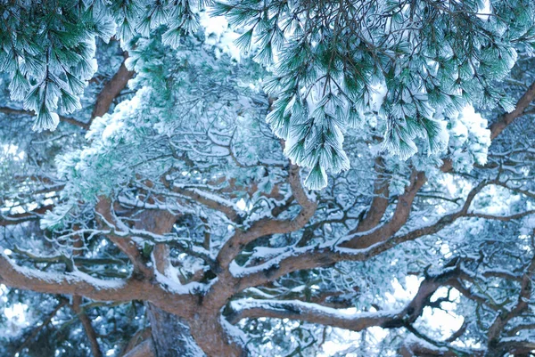 Gałęzie Sosny Pokryte Śniegiem Lesie — Zdjęcie stockowe