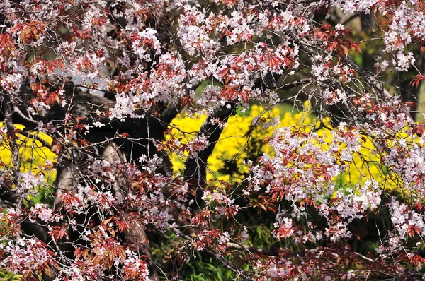 Indah Bunga Musim Semi Taman — Stok Foto
