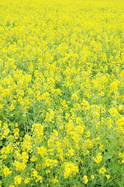 Belas Flores Mostarda Amarela Fundo Natureza — Fotografia de Stock